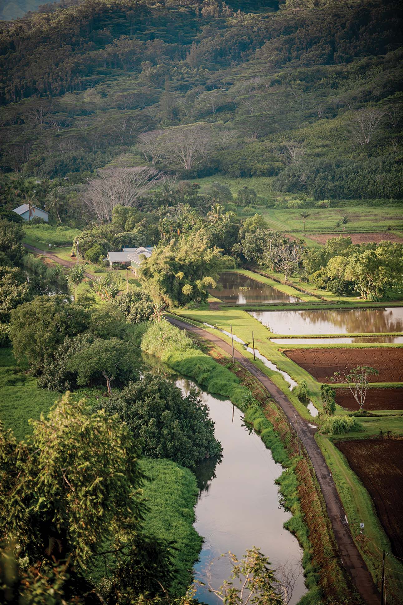 aerial view of an area in Hanalei