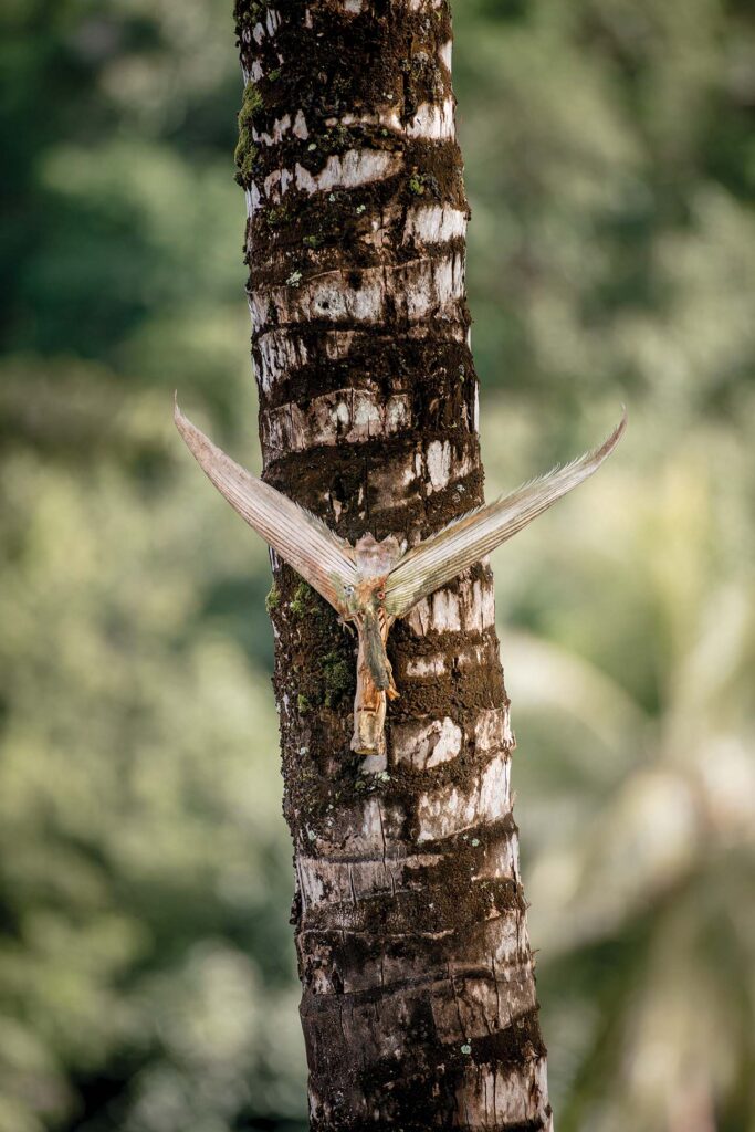 wildlife on a tree trunk in Hanalei